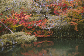 Autumn leaves at Eikando Zenrinji, Kyoto, Japan