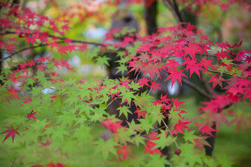 Autumn leaves at Eikando Zenrinji, Kyoto, Japan