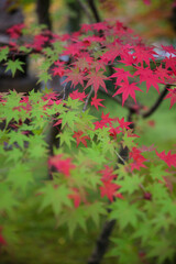Autumn leaves at Eikando Zenrinji, Kyoto, Japan