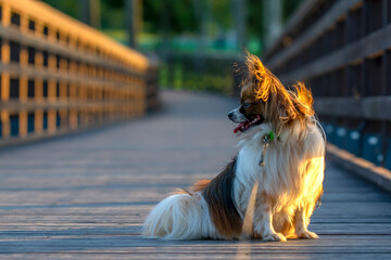 dog on bridge, papillion