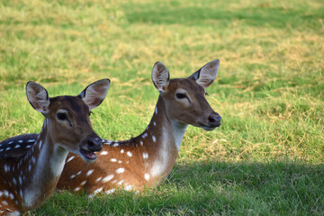 female spotted deer or chital deer, Close up portrait of a female spotted deer