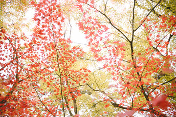 Autumn leaves at Eikando Zenrinji, Kyoto, Japan
