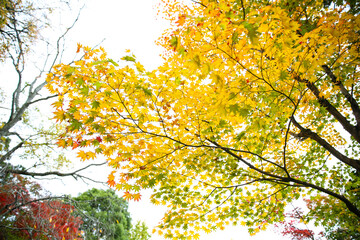 Autumn leaves at Eikando Zenrinji, Kyoto, Japan