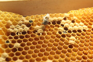 close up view of new born bee inside beehive on the frame with honey,young bee looking for...
