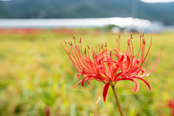 黄金色の稲穂と彼岸花