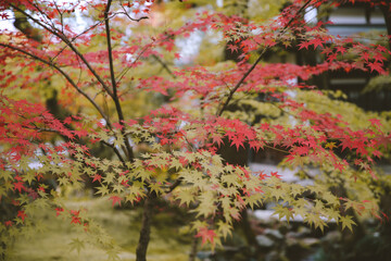 Autumn leaves at Eikando Zenrinji, Kyoto, Japan