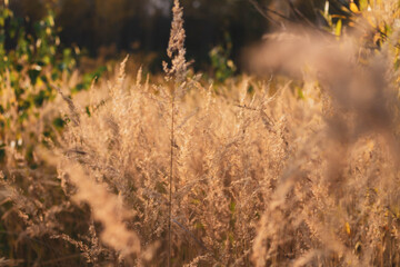 Beautiful withering field before winter. Bright ears of grass withered in autumn.
