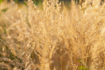 Fototapeta premium Dried grass in the fall in the field. Bright ears with seeds. Beautiful Sunny autumn background.