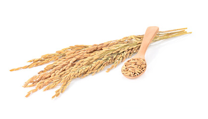 Paddy rice isolated on white background