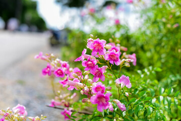 flowers in the garden