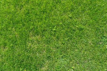 Beautiful grass field in the gargen, green nature