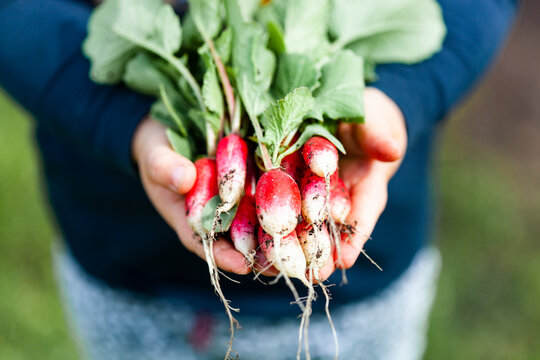 Hands holding bunch of radish