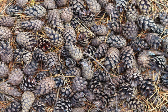 Natural forest background of pine cones.