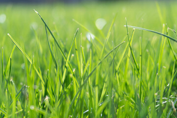 Close up shots of the green grass