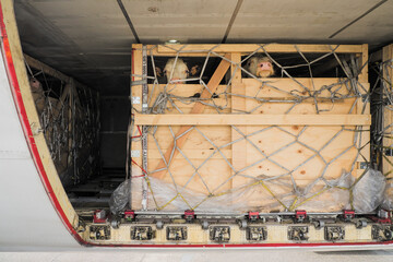 Livestock in wooden boxes secured by nettings being shipped in the lower cargo hold of a Jumbo Jet...