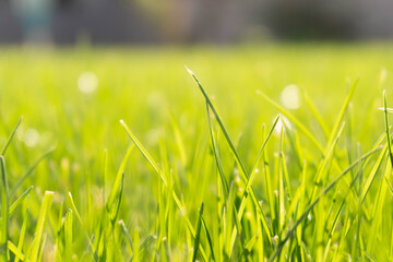 Close up shots of the green grass