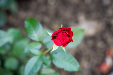 Beautiful red rose in the garden