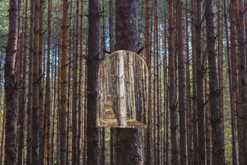 The mirror hangs in a pine forest, the mirror reflects the smooth high long brown trunks of pine trees.