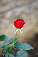Beautiful red rose in the garden