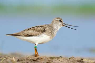 Terek sandpaper. Bird in spring. Xenus cinereus