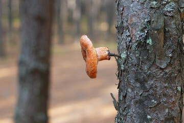 Orange ginger mushroom hanging on a tree branch. Animals store food for the winter.