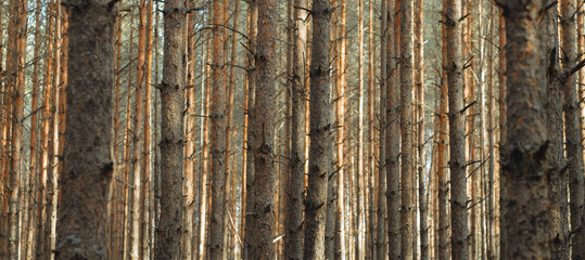 Fototapeta premium Panorama of a pine forest with tall brown trunks of pine trees without knots.