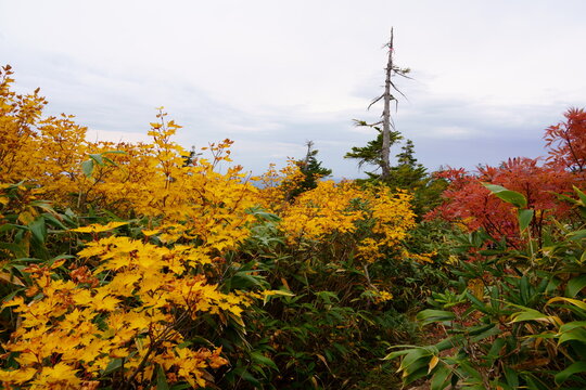 Scenery of Hakkoda Mountains in Japan with beautiful autumn colors