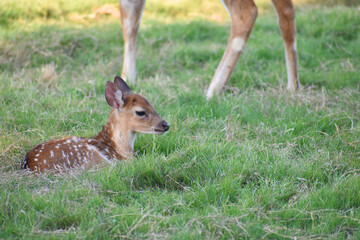 Two white-tailed deer fawns bedded down in an open meadow in a zoo