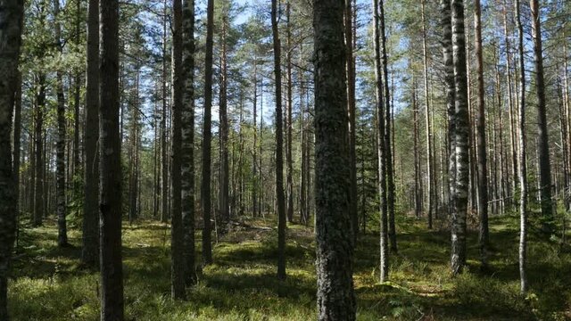mixed forest on a sunny summer day, panorama