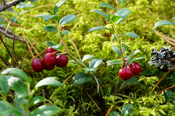 Lingonberry berries with selective focus in sunny day in the autumn forest among moss