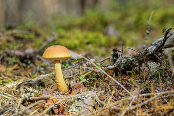 Beautiful  mushroom in green moss in autumn forest in sunny day
