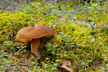 Beautiful  mushroom in green moss in autumn forest in sunny day
