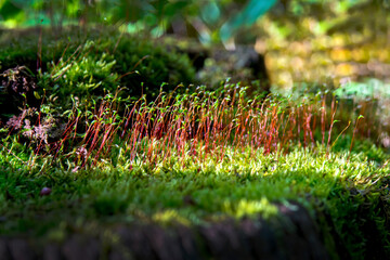 日光・赤沼から小田代ヶ原へのハイキングコース