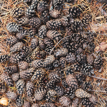 Natural forest background of pine cones. Brown cones on the ground with pine needles.