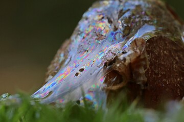 Schneckenschleim mit Regenbogen