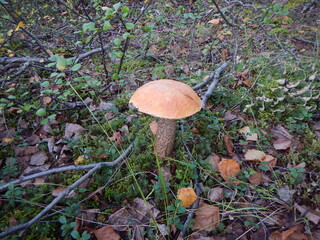 mushroom in the forest