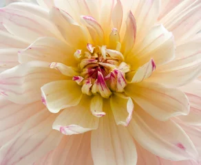 Poster Close up photo of light pink dahlia © Halyna Dobrianska