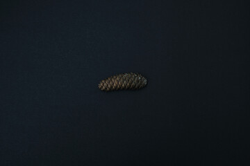 autumn brown cone isolated on black background