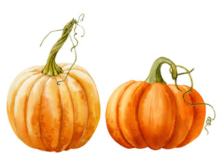 Watercolor illustration. Set of two bright orange ripe pumpkins with a twig.