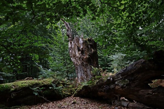 Toter Baum mit Bewuchs im Reinhardswald