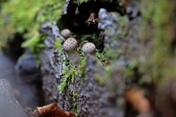 Flaschen-Stäublinge (Lycoperdon perlatum).