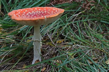  Fliegenpilz (Amanita muscaria).