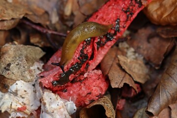 Nacktschnecke an Tintenfischpilz (Clathrus archeri)