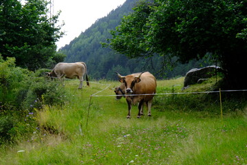 cows grazing in a meadow