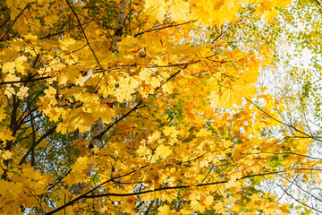Bright juicy yellow maple leaves in autumn on maple trees.