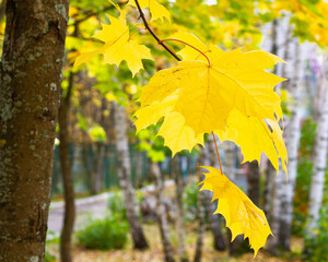 Bright juicy yellow and green maple leaves in autumn on maple trees close-up.