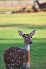 female spotted deer or chital deer, Close up portrait of a female spotted deer