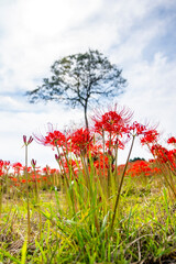 彼岸花　曼珠沙華