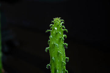Fototapeta premium Sapling of cactus on black background