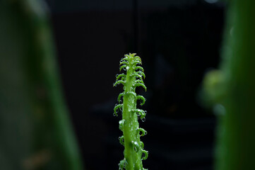 Sapling of cactus on black background